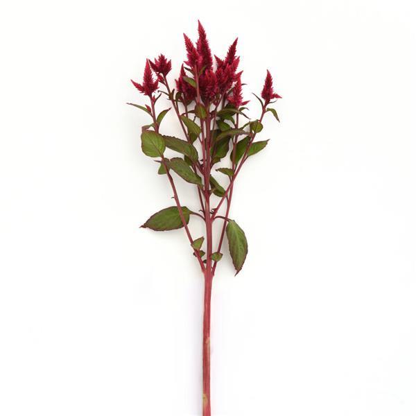 Celway™ Red Celosia Single Stem, White Background