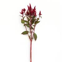 Celway™ Red Celosia Single Stem, White Background