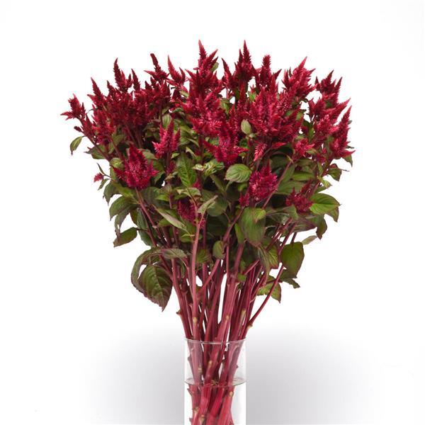 Celway™ Red Celosia Mono Vase, White Background
