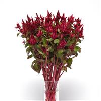 Celway™ Red Celosia Mono Vase, White Background