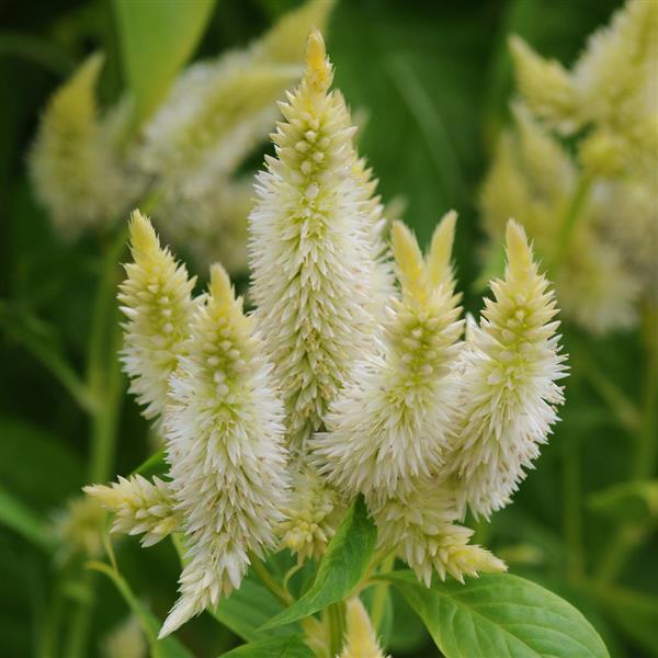 Celway™ White Celosia Bloom