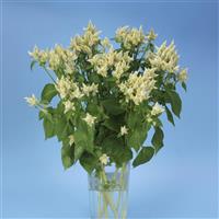 Celway™ White Celosia Cutflower