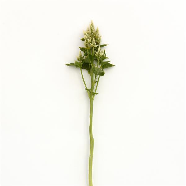Celway™ White Celosia Single Stem, White Background