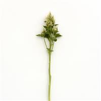 Celway™ White Celosia Single Stem, White Background