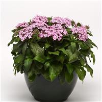 Glitterati™ Purple Star Pentas Container