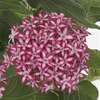 Glitterati™ Red Star Pentas Bloom