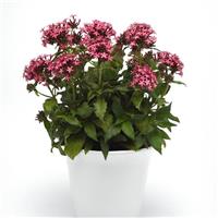 Glitterati™ Red Star Pentas Container