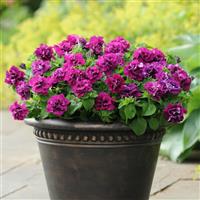Duo Burgundy Double Petunia Container