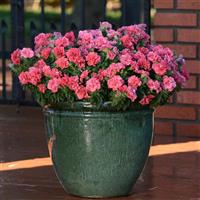 Duo Salmon Double Petunia Container