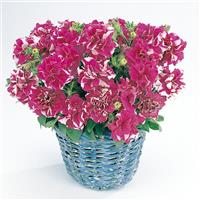 Duo Rose And White Double Petunia Container