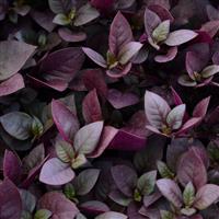 Purple Prince Alternanthera Bloom