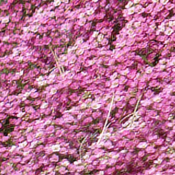 Easter Bonnet Deep Pink Alyssum Bloom