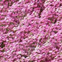 Easter Bonnet Deep Pink Alyssum Bloom
