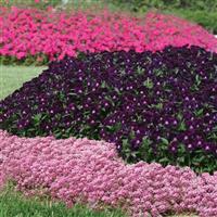 Easter Bonnet Deep Pink Alyssum Landscape