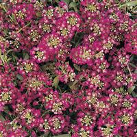 Easter Bonnet Deep Rose Alyssum Bloom