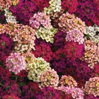 Easter Bonnet Mixture Alyssum Bloom