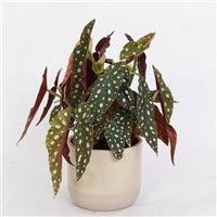 Foliage Silver Spot Begonia Container