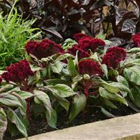 Dracula Celosia Commercial Landscape 1