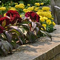 Dracula Celosia Commercial Landscape 2