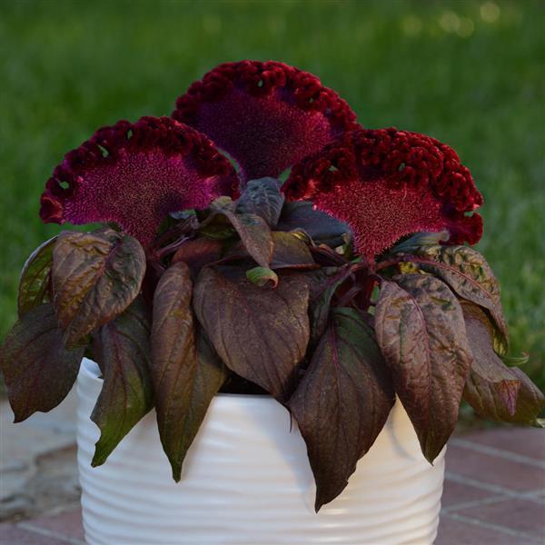 Dracula Celosia Container