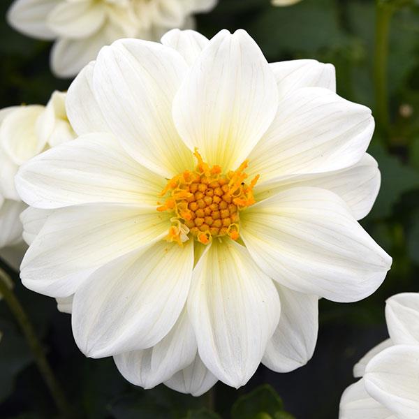 Figaro™ White Dahlia Bloom
