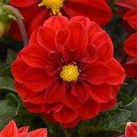 Figaro™ Red Shades Dahlia Bloom