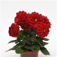 Figaro™ Red Shades Dahlia Container