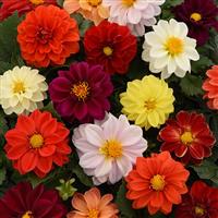 Figaro™ Mixture Dahlia Bloom