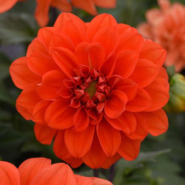 Figaro™ Orange Shades Dahlia Bloom