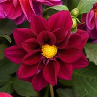 Figaro™ Violet Shades Dahlia Bloom