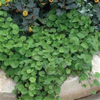 Emerald Falls Dichondra Landscape