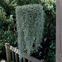 Silver Falls Dichondra Basket