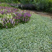 Silver Falls Dichondra Commercial Landscape 3