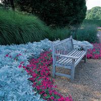 Silverdust Dusty Miller Maritima Landscape