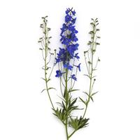 Delphinium Blue Donna Single Stem, White Background