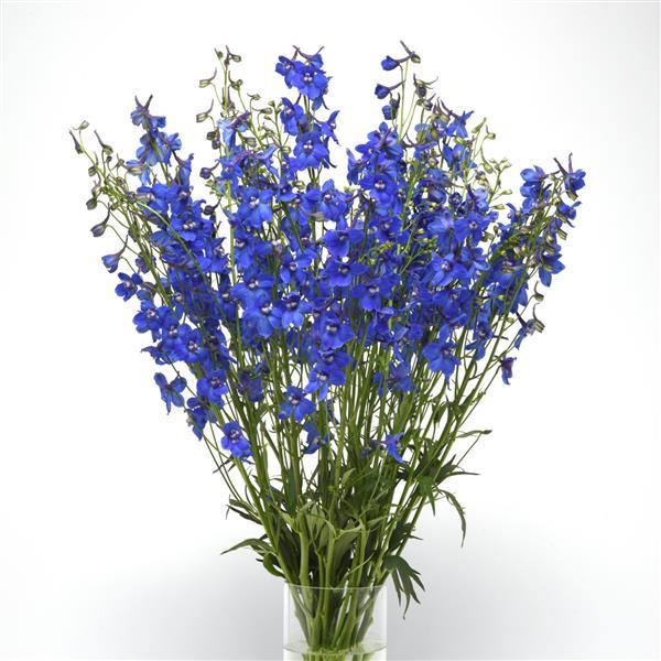 Delphinium Blue Donna Mono Vase, White Background
