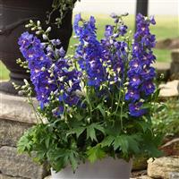 Delphinium Dasante Blue Container