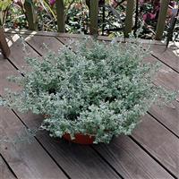 Silver Mist Helichrysum Container