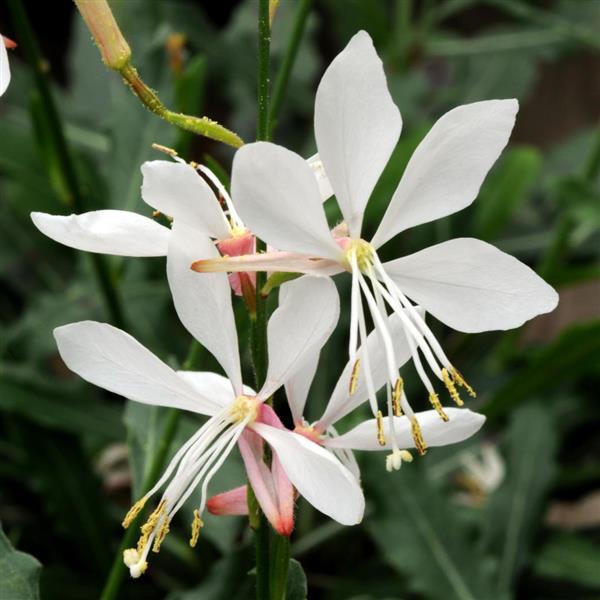 Gaura Sparkle White Bloom