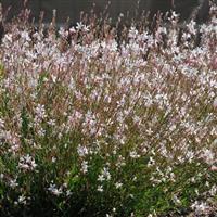 Gaura Sparkle White Commercial Landscape 1