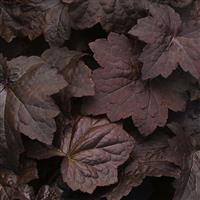 Heuchera Palace Purple Bloom