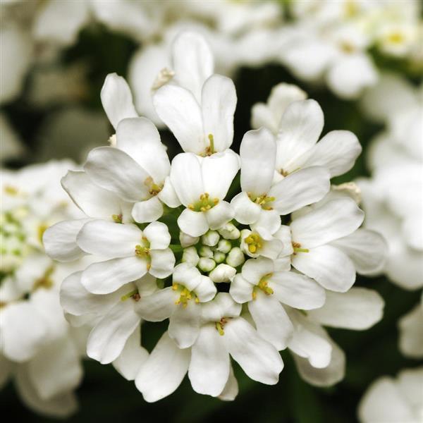 Iberis Whiteout Bloom