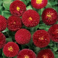Bellis Bellissima™ Red Bloom