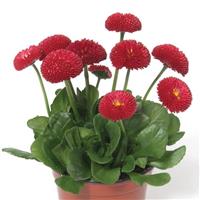 Bellis Bellissima™ Red Container