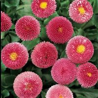 Bellis Bellissima™ Rose Bloom