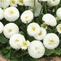 Bellis Bellissima™ White Bloom