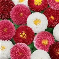 Bellis Bellissima™ Mixture Bloom