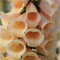 Digitalis Dalmatian Peach Bloom