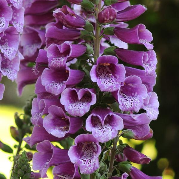 Digitalis Dalmatian Purple Bloom