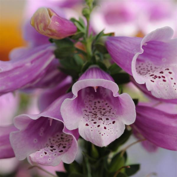 Digitalis Dalmatian Rose Bloom